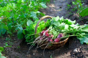 Elements of Organic Gardening