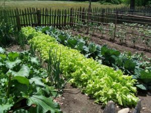Living green with organic gardening