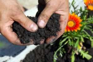 Organic Gardening Significance of Soil Food Web