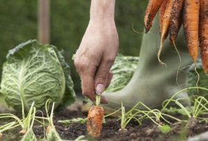 Tips on Growing Organic Vegetable Garden