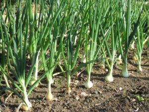 How to grow onions organically