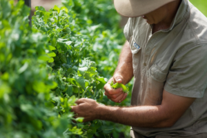 Organic horticulture techniques