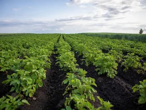 Organic horticulture techniques