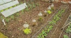 elements of organic gardening