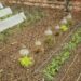 elements of organic gardening