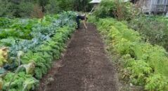 The Advantages and Disadvantages of Organic Gardening