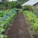 The Advantages and Disadvantages of Organic Gardening
