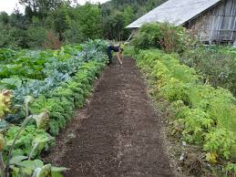 The Advantages and Disadvantages of Organic Gardening